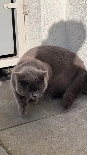 BKH Blue Deckkater  Bild 7