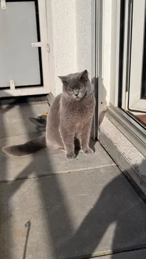 BKH Blue Deckkater  Bild 6