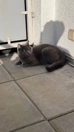 BKH Blue Deckkater  Bild 5