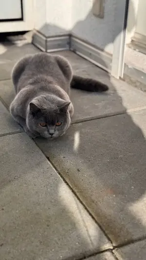 BKH Blue Deckkater  Bild 4