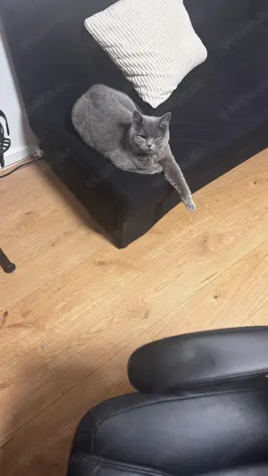 BKH Blue Deckkater  Bild 8