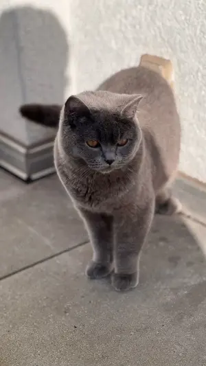 BKH Blue Deckkater  Bild 3