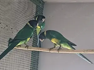 Bauers Ringsittiche abzugeben
