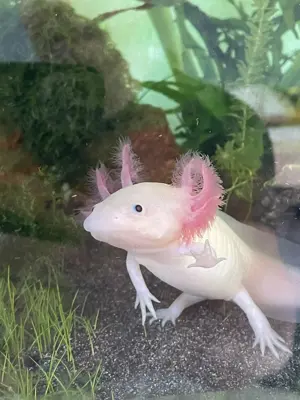 Axolotl Jungtiere - Bayern