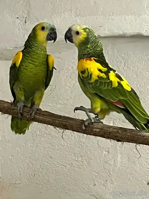 Gelbflügel-Blaustirnamazonen