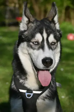 Reinrassiger Sibirian husky 