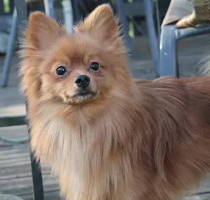 Pablo, 3 Jahre, kastriert