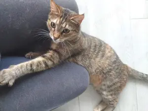 sanfte, verschmuste junge Katze Nala sucht ein tolles Zuhause