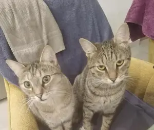 sanfter, anhänglicher junger Kater Lucky sucht ein Zuhause