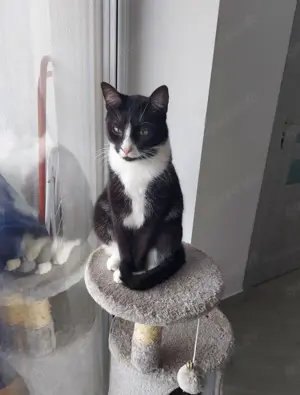 verschmuste und anhängliche junge Katze Tuxy sucht ein schönes Zuhause Bild 4