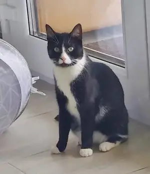 verschmuste und anhängliche junge Katze Tuxy sucht ein schönes Zuhause Bild 5