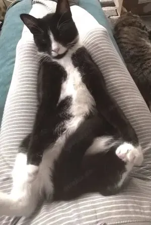 verschmuste und anhängliche junge Katze Tuxy sucht ein schönes Zuhause Bild 2