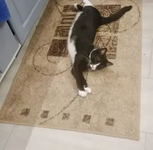 verschmuste und anhängliche junge Katze Tuxy sucht ein schönes Zuhause Bild 3