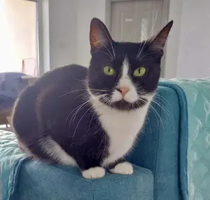 verschmuste und anhängliche junge Katze Tuxy sucht ein schönes Zuhause Bild 7