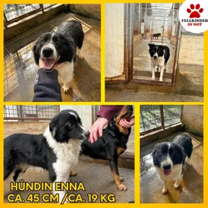 Hübscher Border Collie Mischlingshündin Enna sucht ihre Familie