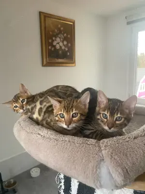 Reinrassige Bengal kitten 2 Junge und eine Mädchen
