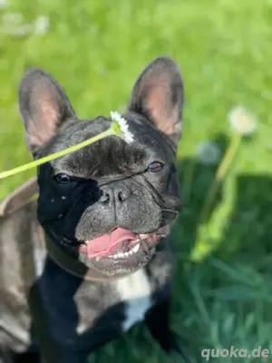 Frieda - spielt gerne 
