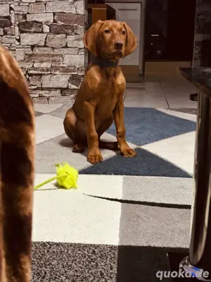  Vizsla Maghiara. wundervoller Welpe