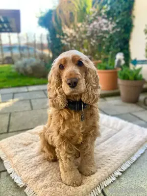 Charlotte - gelehrig und intelligent 