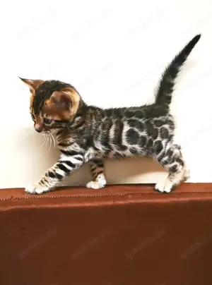 Exklusive reinrassige Bengal Kitten mit Stammbaum 