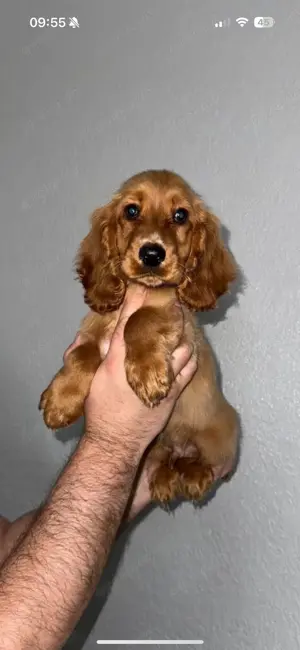Cocker Spaniel 
