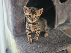 Reinrassige Bengal Kitten 
