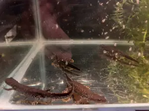 Molche, Kammmolche triturus cristatus