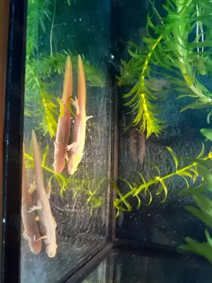 Molche Rippenmolche Albinos  pleurodeles waltl