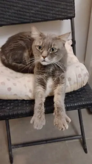 Platz für eine Samtpfote? Wir suchen Pflegestellen, die Katzen eine Chance geben wollen. Bild 7