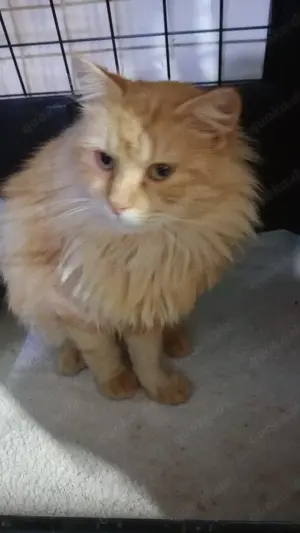 Werde ein Held für Samtpfoten   wir suchen liebevolle Pflegestellen für Katzen!