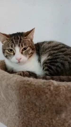 Platz für eine Samtpfote? Wir suchen Pflegestellen, die Katzen eine Chance geben wollen. Bild 9