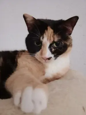 Platz für eine Samtpfote? Wir suchen Pflegestellen, die Katzen eine Chance geben wollen. Bild 8