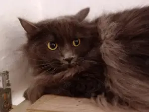 Platz für eine Samtpfote? Wir suchen Pflegestellen, die Katzen eine Chance geben wollen. Bild 10