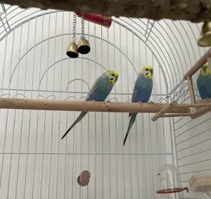Zwei Wellensitiche mit Käfig und Zubehör