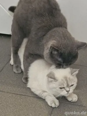 bkh deckkater profi 