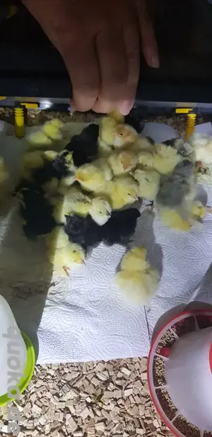 Küken Seidi und Brahma  Bild 2