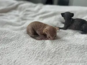 Sphynx-Kitten