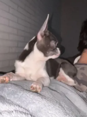 Deckrüde-Chihuahua Blue mit Weißen Abzeichen  !!kein verkauf!! Bild 2