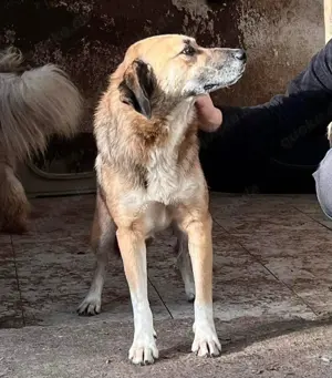 May - sanfte Hündin sucht Geborgenheit Bild 5