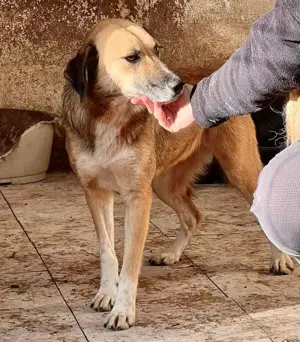 May - sanfte Hündin sucht Geborgenheit Bild 6