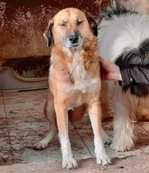 May - sanfte Hündin sucht Geborgenheit Bild 8