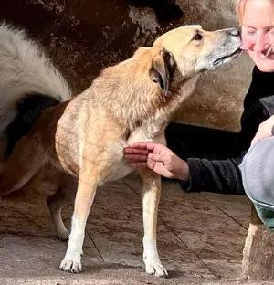 May - sanfte Hündin sucht Geborgenheit Bild 3