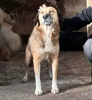 May - sanfte Hündin sucht Geborgenheit Bild 4
