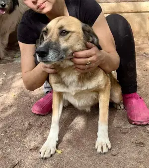 May - sanfte Hündin sucht Geborgenheit Bild 7