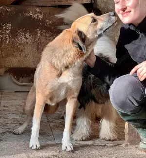 May - sanfte Hündin sucht Geborgenheit Bild 10