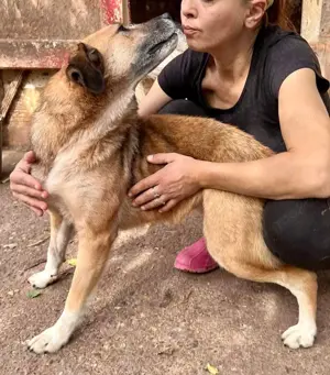 May - sanfte Hündin sucht Geborgenheit Bild 9