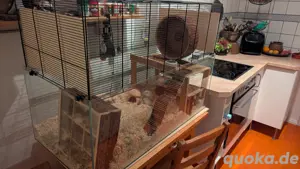 Nagarium inkl. 2 Wüstenrennmäusen abzugeben