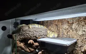 Weibliche Königspython Super Pastel GHI het Ghost abzugeben (bei Bedarf mit Terrarium)