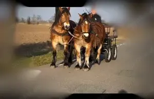 Rheinisch-Deutsche Kaltblutstute zu verkaufen  Bild 3