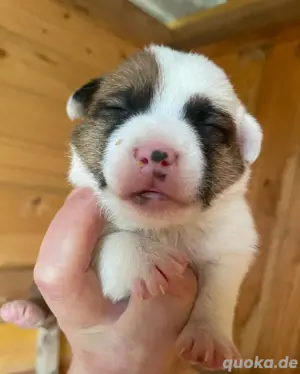 Jack Russell Terrier Welpen... 